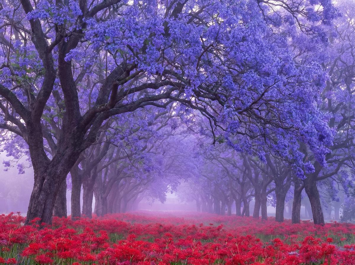 搜同网蓝花楹视频